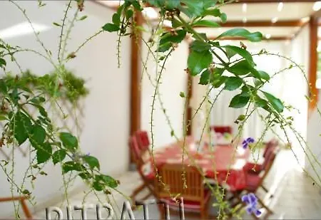 Orchidea